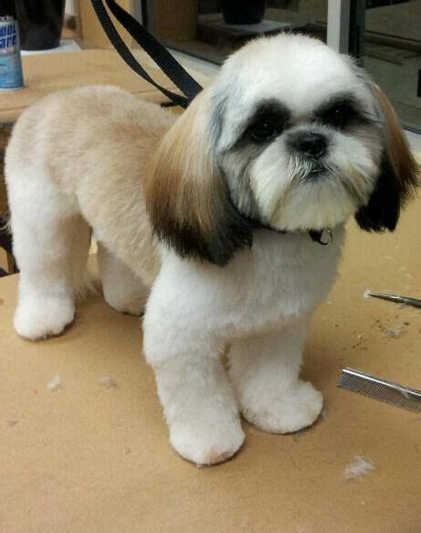 Teddy Bear Cut Shih Tzu