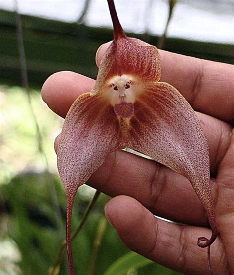 These ‘Monkey Face Orchid Flowers’ Are Fascinating (And Very ...