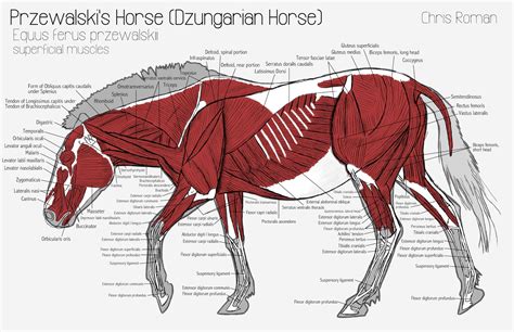 Horse Muscle Anatomy Diagram