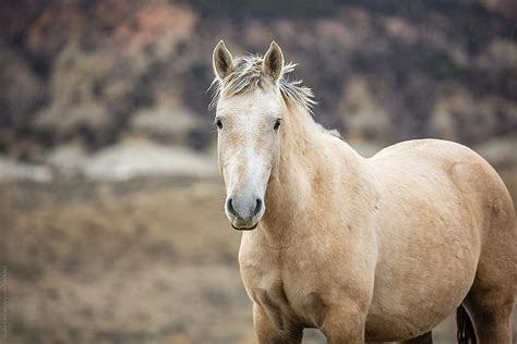 1920x1080px, 1080P Free download | Wild Buckskin Horse Looking At ...