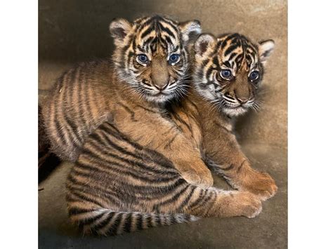 Meet Hutan And Puteri: Sumatran Tiger Cubs Are Named At Safari Park ...