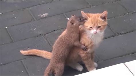 CUTE WEASEL PLAYING WITH GINGER CAT MUST WATCH! - YouTube