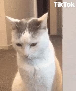 Scaredy-cat GIFs - Get the best GIF on GIPHY