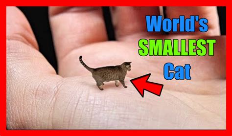 Guinness World Records Smallest Cat