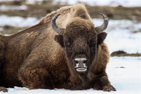 European Bison Bison Bonasus in Natural Habitat in Winter Stock Photo ...