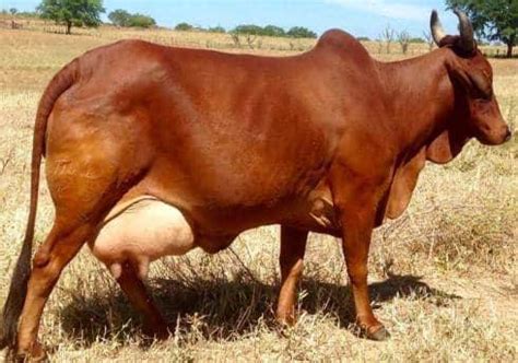 Red Sindhi: A Popular Milch Cattle Breed For Huge Milk Production