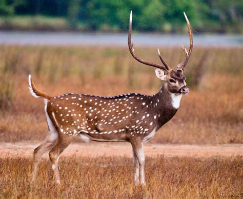 A handsome chital deer buck with impressive antlers. The species (Axis ...