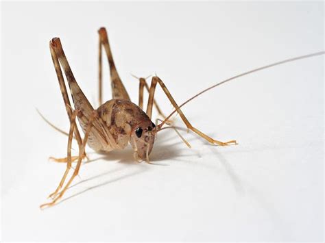 Stop Camel Crickets From Invading Your Home | Malverne, NY Patch