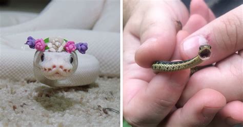 26 Adorable Snake Pics That Will Help You Conquer Your Fear | Bored Panda