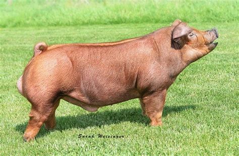 Duroc's have been put to use more in the market area because they are a ...