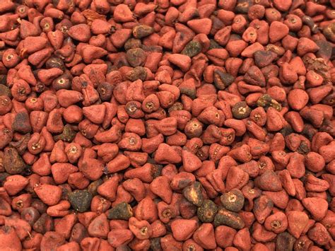 Annatto Seeds | Buy Your Favorite Spices at Spice Hound