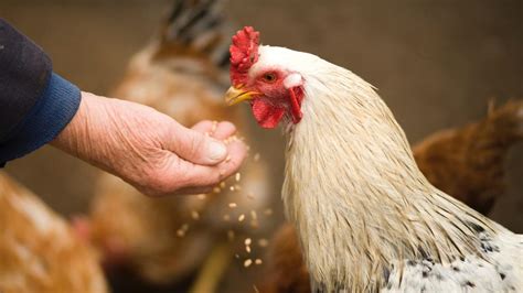 Ranikhet Disease in Poultry: కోళ్లలో కొక్కెర తెగులు ఎలా వస్తుంది ...