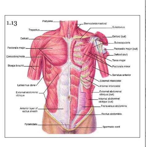 Anatomy Drawing - Conor Power | Neck and shoulder muscles, Shoulder ...