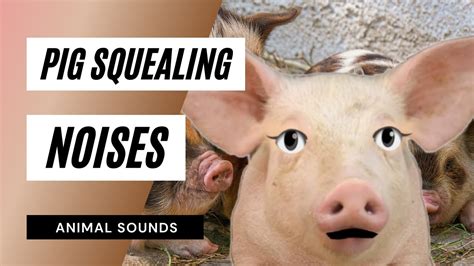 The Animal Sounds: Pig Squealing Noises / Sound Effect / Animation ...