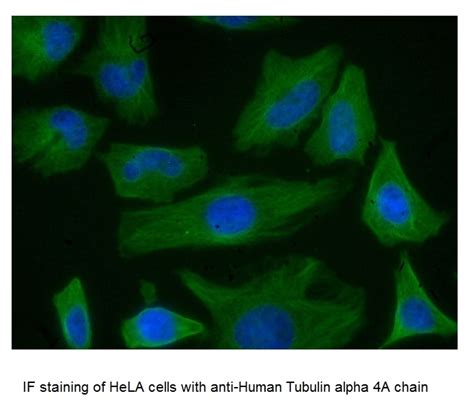 Anti Mouse IgG (H/L) (Multi Species Adsorbed) Antibody | Bio-Rad