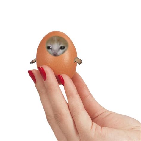 The Egg Cat | Pretty cats, Cat memes, Silly animals