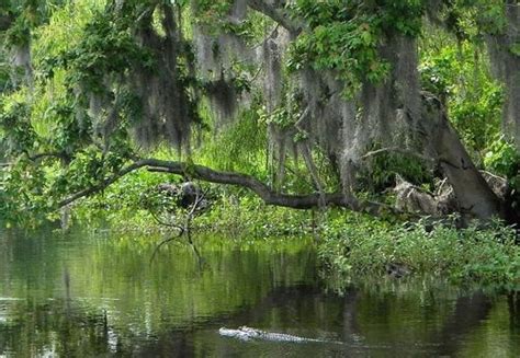 Photo Gallery | Jean Lafitte Swamp Tours