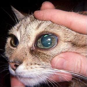 Cat Eye Infections & Other Feline Eye Problems | Dr. Bill's Pet Nutrition