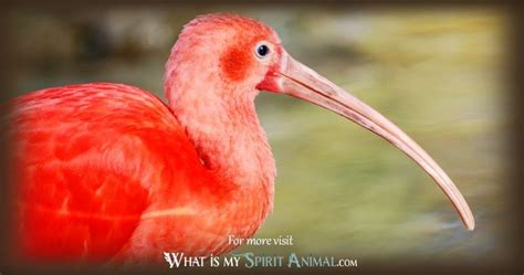 Ibis Symbolism & Meaning | Spirit, Totem, & Power Animal