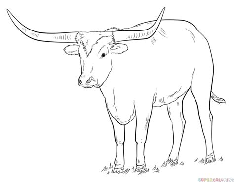 Longhorn Bull Drawing at GetDrawings | Free download