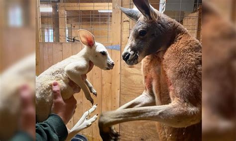 Ultra-Rare White Kangaroo Baby Born in New York Zoo, Possibly the First ...