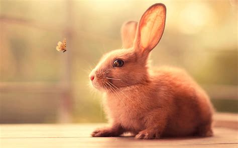 Cute Rabbits Wallpapers For Desktop