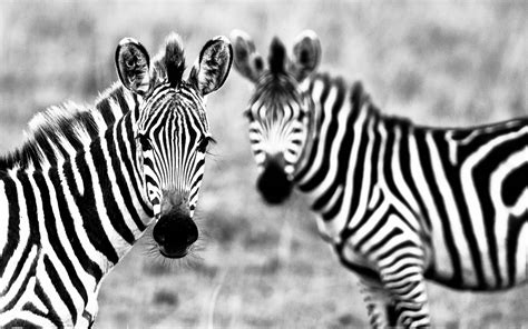 Zebra Wallpapers - Top Free Zebra Backgrounds - WallpaperAccess