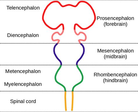 This diagram of the embryonic vertebrate brain indicates the ...