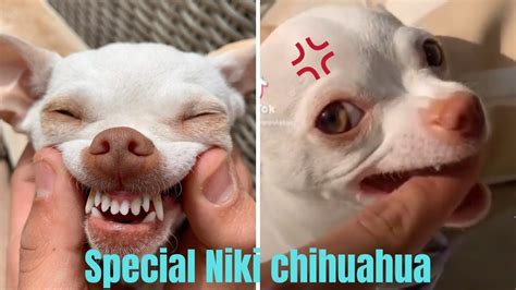 😡Vary Crazy Niki chihuahua dag vs mreviatar funny videos🤣#6[NiKi ...