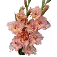 Gladiolus Transparent Transparent HQ PNG Download | FreePNGImg