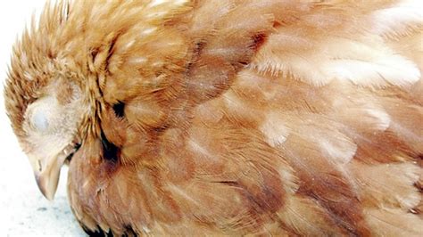 Infectious Bursal Disease in Chickens : Causes, Symptoms, and Prevention