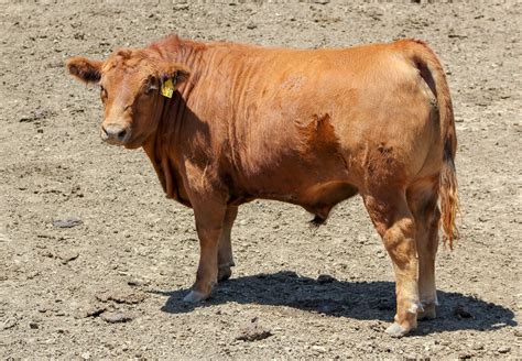 How Much Does A Slaughter Cow Weigh - All About Cow Photos