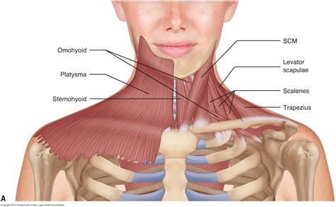 Muscles of the neck / musculature of the cervical spine