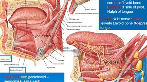 Styloglossus Muscle