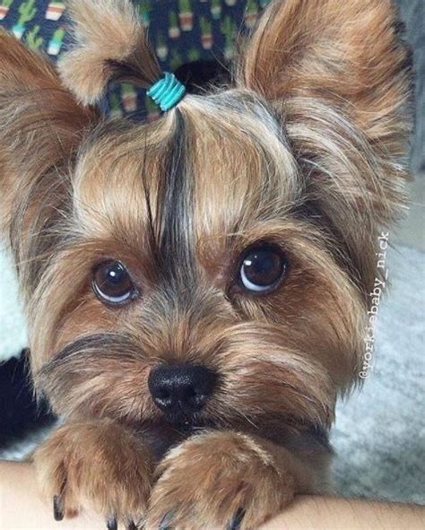 13 Cute Yorkie Poo Haircut Ideas - All The Different Types and Styles ...