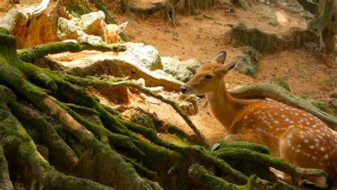 Spotted Deer with Antlers image - Free stock photo - Public Domain ...