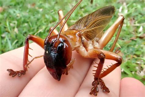 Strongest insect bite: The raspy cricket has strongest bite force of ...