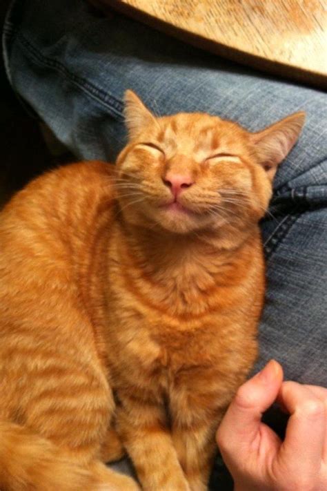 Orange cats, man. They're the best. | Orange cats, Orange tabby cats ...