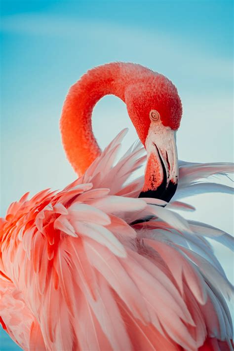 Descobrir 70+ imagem fotos de flamingo rosa - br.thptnganamst.edu.vn