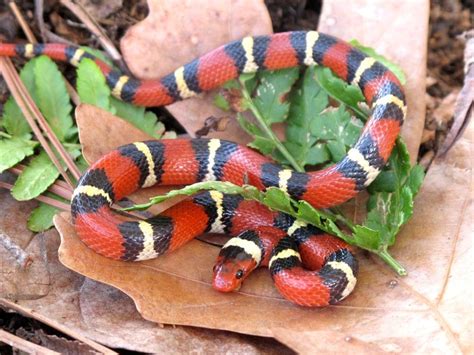 Kingsnake Facts | Live Science