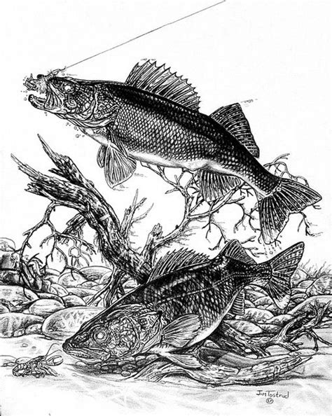 walleye :) | Fish drawings, Animal drawings, Fish art