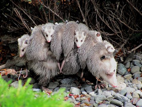 Opossum - Wikipedia