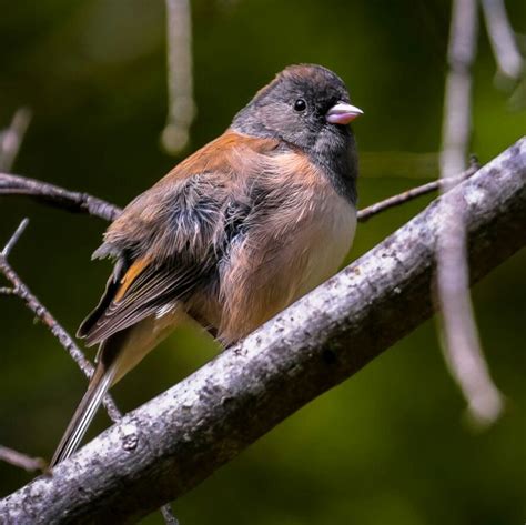 Pin by rio artiwa on Pajaros | Passerine bird, Passerine, New world