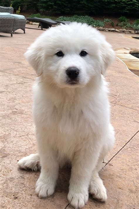 Charlotte North Carolina Great Pyrenees Puppies — Montgomery Sheep Farm