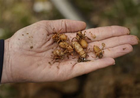 Nature at its craziest: Trillions of cicadas about to emerge after ...