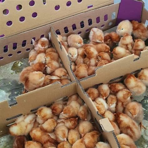 Jual Anak Ayam Petelur - Doc Ayam Petelur - Bibit Ayam Petelur - Beli ...