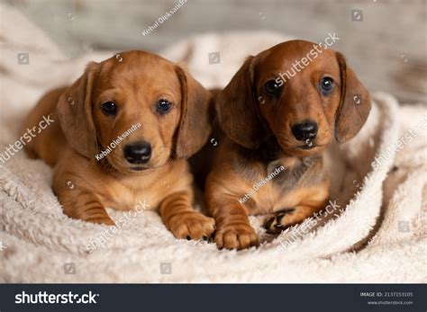 105,096 Dachshund Images, Stock Photos & Vectors | Shutterstock