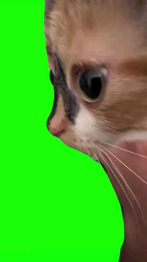 Green screen screaming cat meme – Artofit