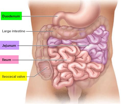 Small Intestine Location, Function, Length and Parts of the Small Intestine