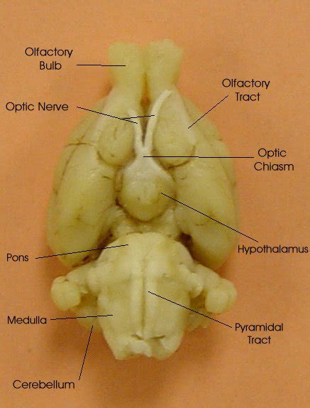 Rat Brain Dissection Diagram